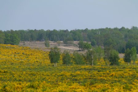 Döberitzer Heide Ferbitzer Bruch game reserve 2020-05-08 10