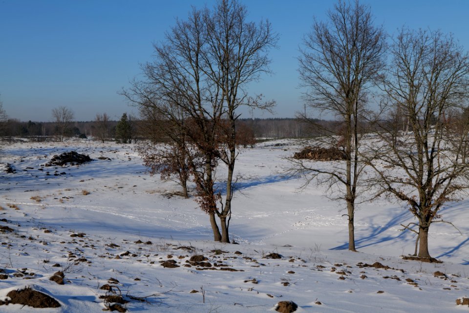 Döberitzer Heide with snow 2021-02-14 224