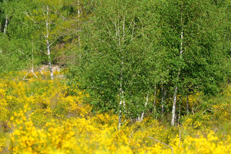 Döberitzer Heide Ferbitzer Bruch game reserve 2020-05-08 27