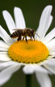 Work insecta nature