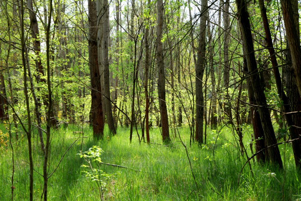 Döberitzer Heide forest 2020-05-08 15