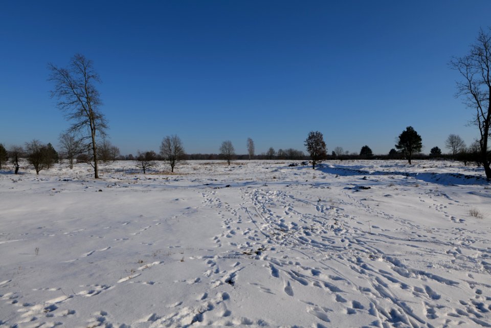 Döberitzer Heide with snow 2021-02-14 236