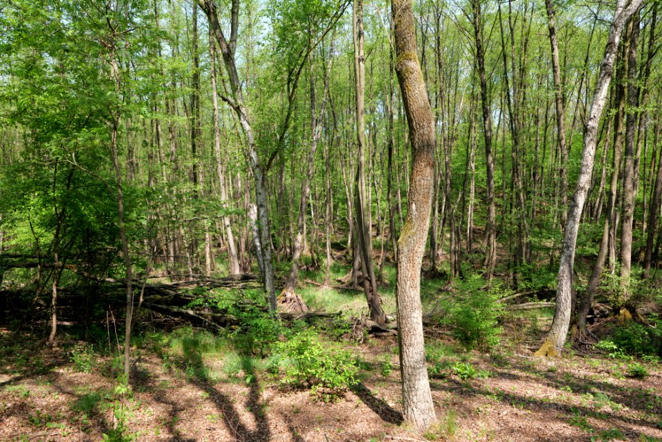 Döberitzer Heide forest 2020-05-08 11