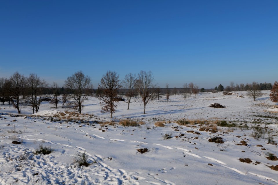 Döberitzer Heide with snow 2021-02-14 220
