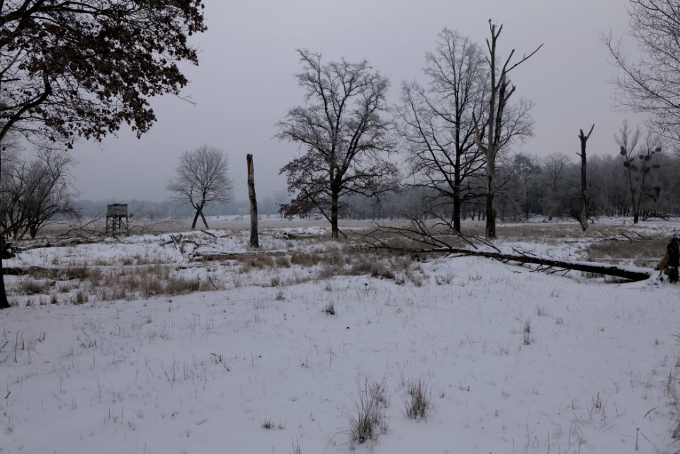 Döberitzer Heide with snow 2021-02-14 34