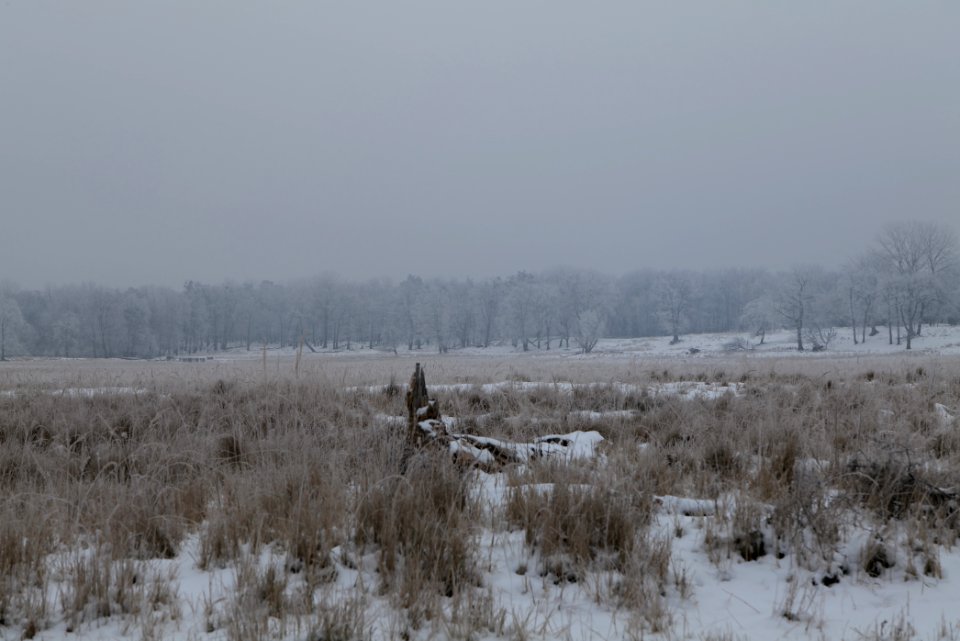 Döberitzer Heide with snow 2021-02-14 30