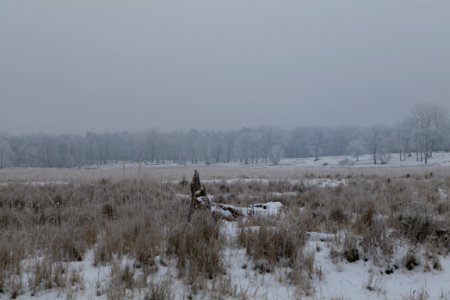 Döberitzer Heide with snow 2021-02-14 30 photo
