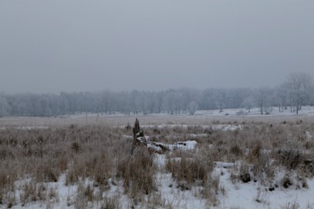 Döberitzer Heide with snow 2021-02-14 30