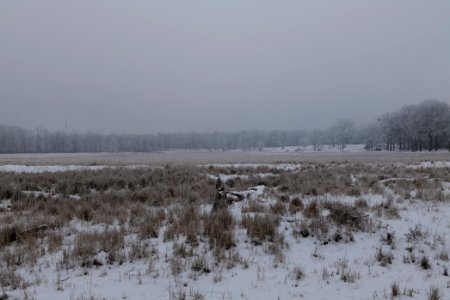Döberitzer Heide with snow 2021-02-14 28 photo