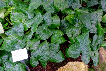 Cyanastrum cordifolium - Botanischer Garten - Heidelberg, Germany - DSC01048