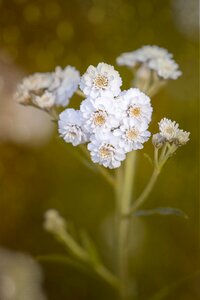 Flowers white white flowers