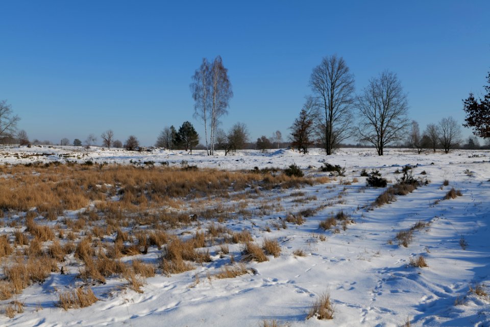 Döberitzer Heide with snow 2021-02-14 243