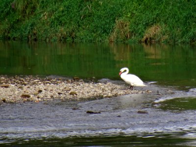 Cygnus olor at Wesenitz River DSC04968