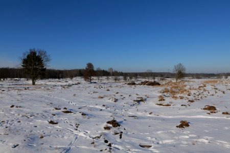 Döberitzer Heide with snow 2021-02-14 232