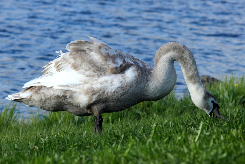 Cygnus olor Oulu 20150527 01