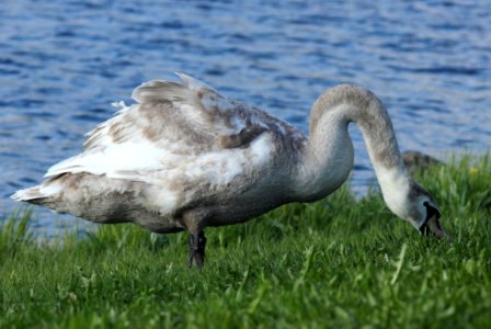Cygnus olor Oulu 20150527 01