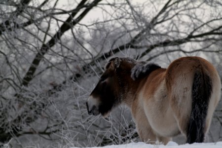 Döberitzer Heide wilderness area with snow 2021-02-14 51