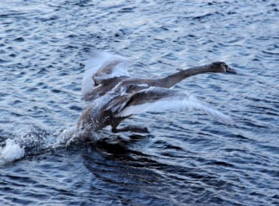 Cygnus olor Oulu 20150207 07