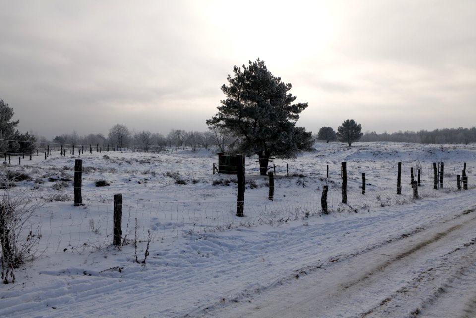Döberitzer Heide wilderness area with snow 2021-02-14 66