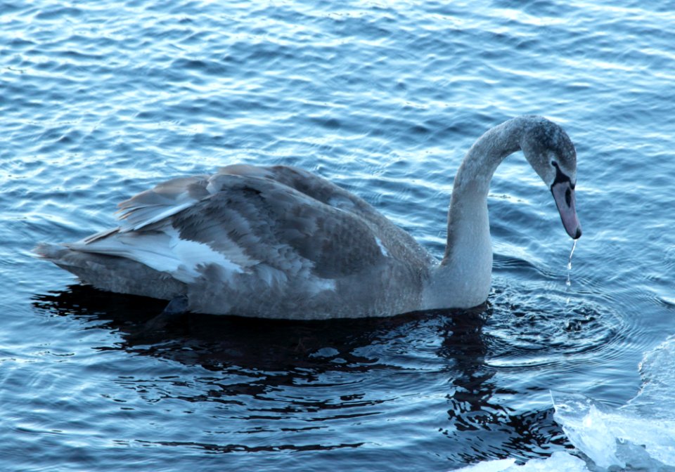 Cygnus olor Oulu 20150207 02