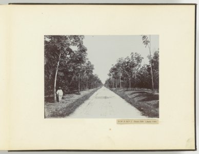 D Ba R MP T Hevea 1909 Liberia 1909, Bestanddeelnr 817 25