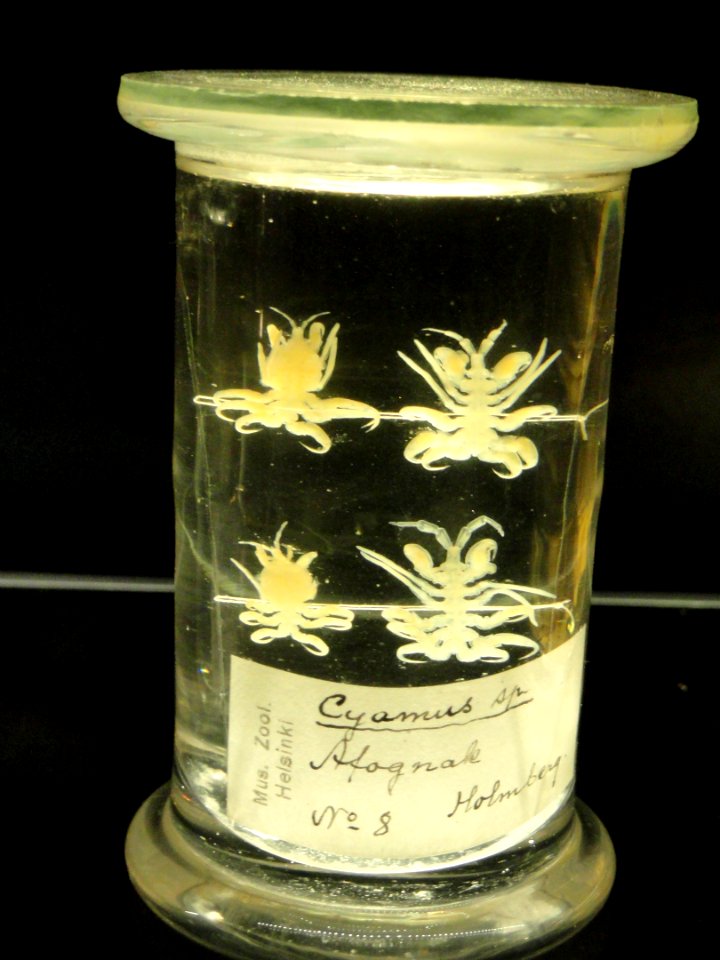 Cyamus sp. - Finnish Museum of Natural History - DSC04676