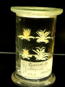 Cyamus sp. - Finnish Museum of Natural History - DSC04676