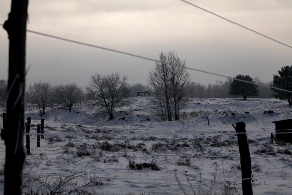 Döberitzer Heide wilderness area with snow 2021-02-14 63