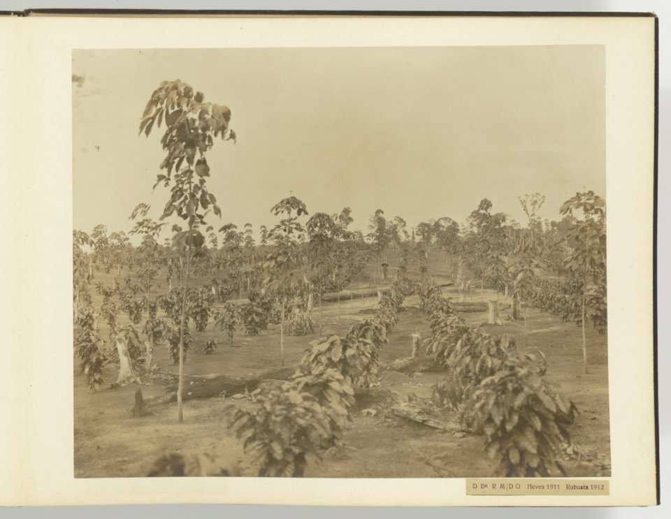 D Ba R MD O Hevea 1911 Robusta 1912, Bestanddeelnr 817 13
