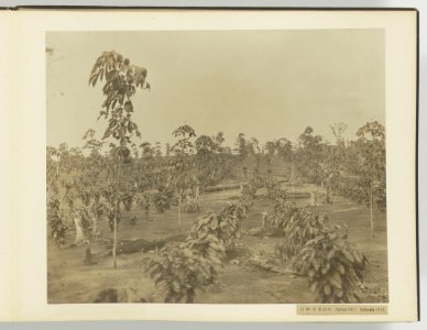 D Ba R MD O Hevea 1911 Robusta 1912, Bestanddeelnr 817 13