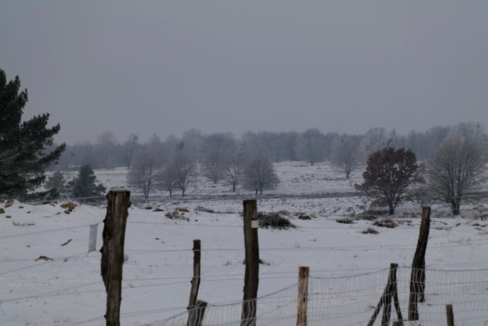 Döberitzer Heide wilderness area with snow 2021-02-14 59
