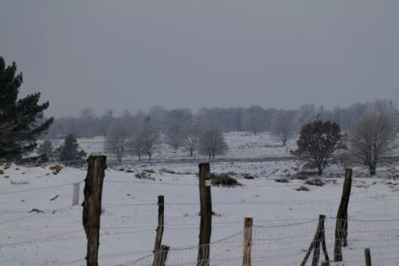 Döberitzer Heide wilderness area with snow 2021-02-14 59