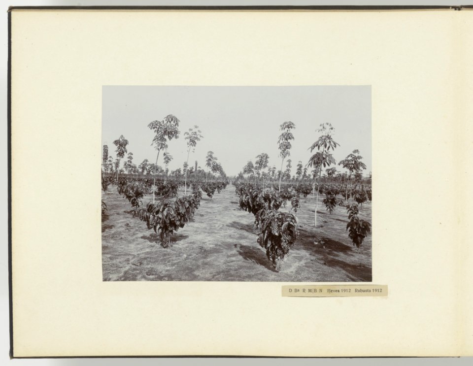 D Ba R MB. N Hevea 1911 Robusta 1912, Bestanddeelnr 817 04