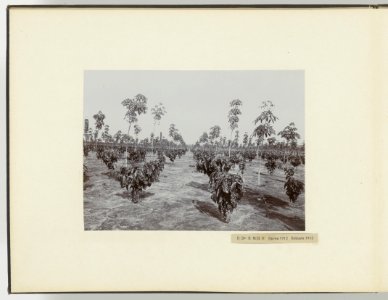 D Ba R MB. N Hevea 1911 Robusta 1912, Bestanddeelnr 817 04