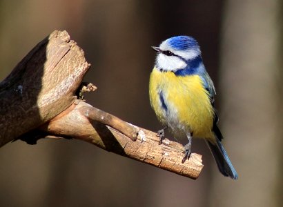 Cyanistes caeruleus Oulu 20170507 03