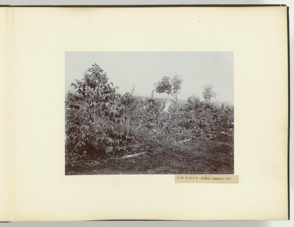 D Ba R MB B Arabica Augustus 1910, Bestanddeelnr 817 35