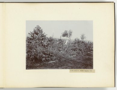 D Ba R MB B Arabica Augustus 1910, Bestanddeelnr 817 35