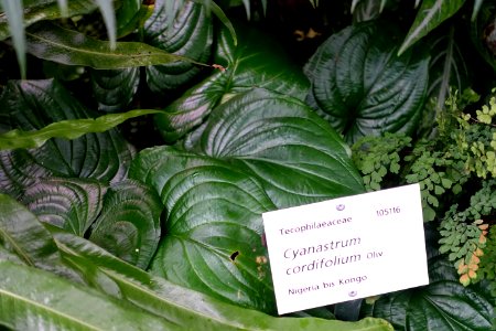 Cyanastrum cordifolium - Botanischer Garten - Heidelberg, Germany - DSC00988