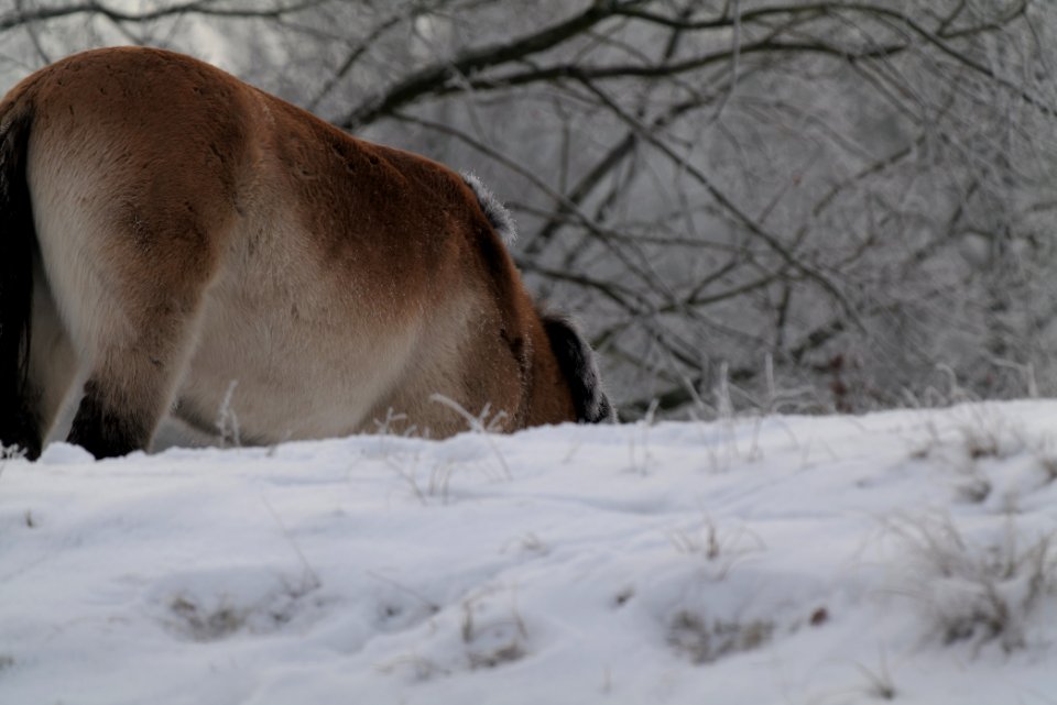 Döberitzer Heide wilderness area with snow 2021-02-14 54