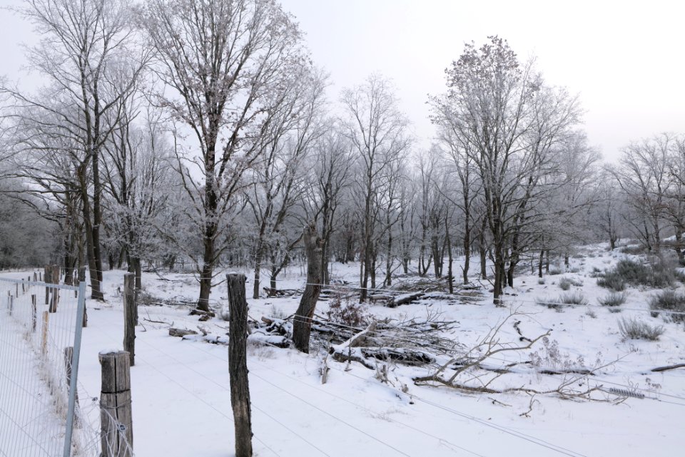 Döberitzer Heide wilderness area with snow 2021-02-14 36