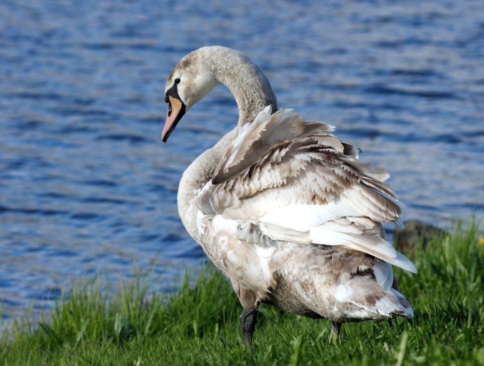 Cygnus olor Oulu 20150527 02