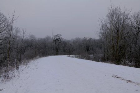 Döberitzer Heide with snow 2021-02-14 03