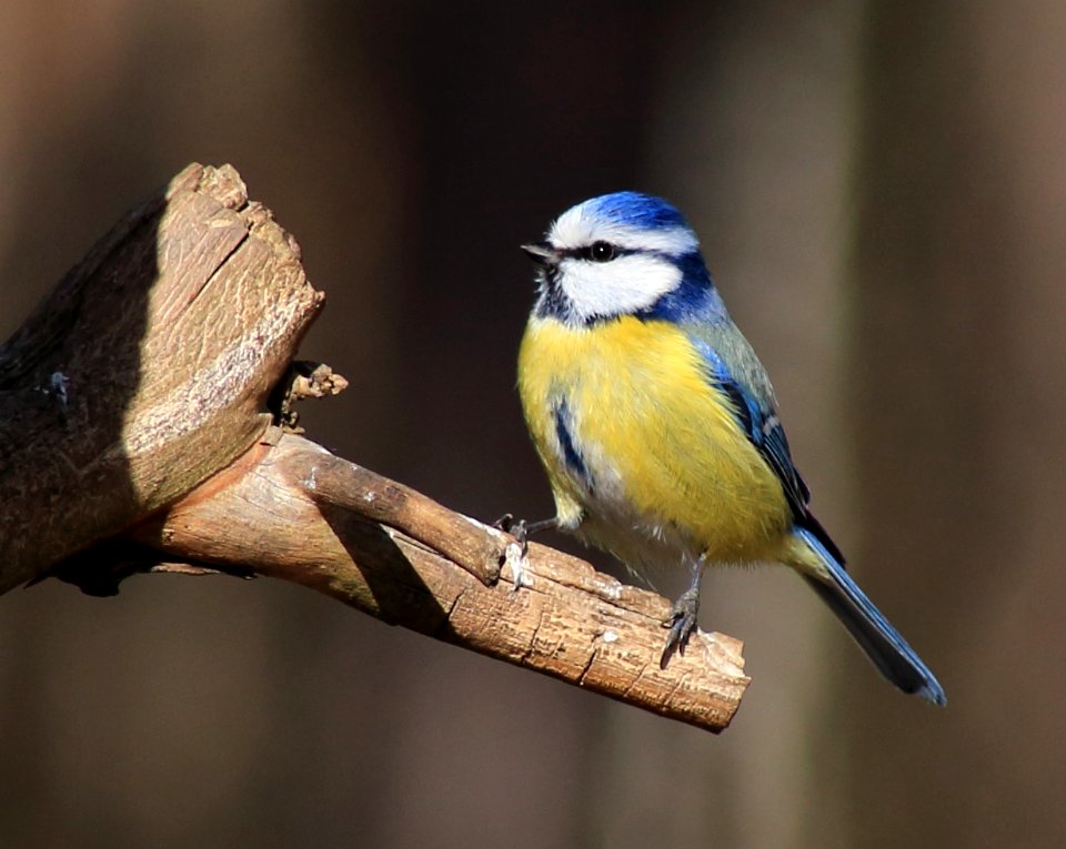 Cyanistes caeruleus Oulu 20170507 01