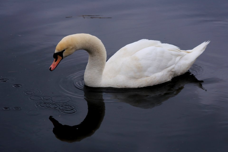 Cygnus olor Oulu 20160417