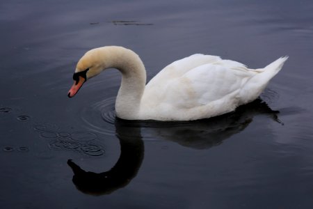 Cygnus olor Oulu 20160417