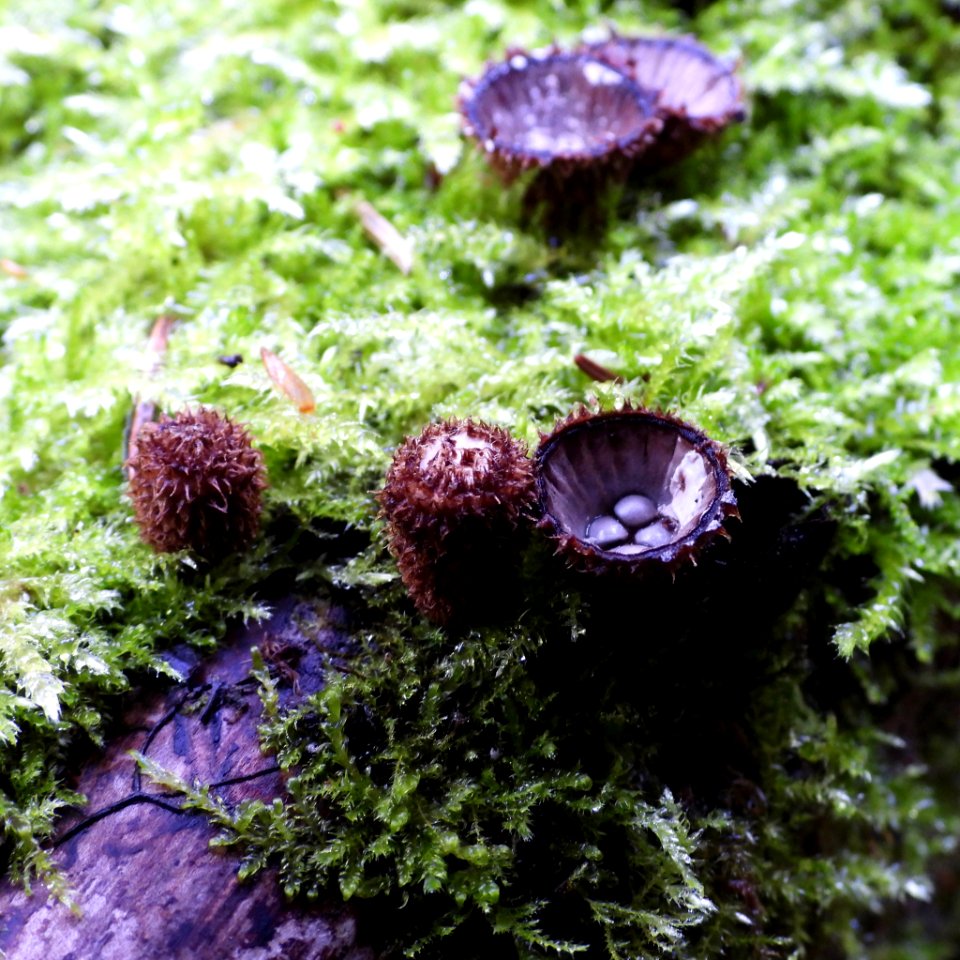 Cyathus striatus 91593522