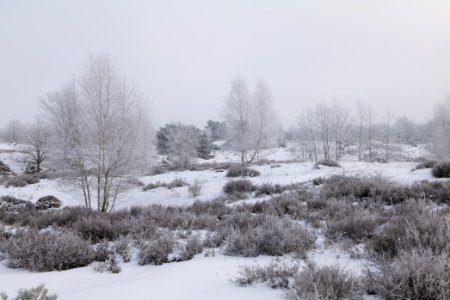 Döberitzer Heide with snow 2021-02-14 136 photo