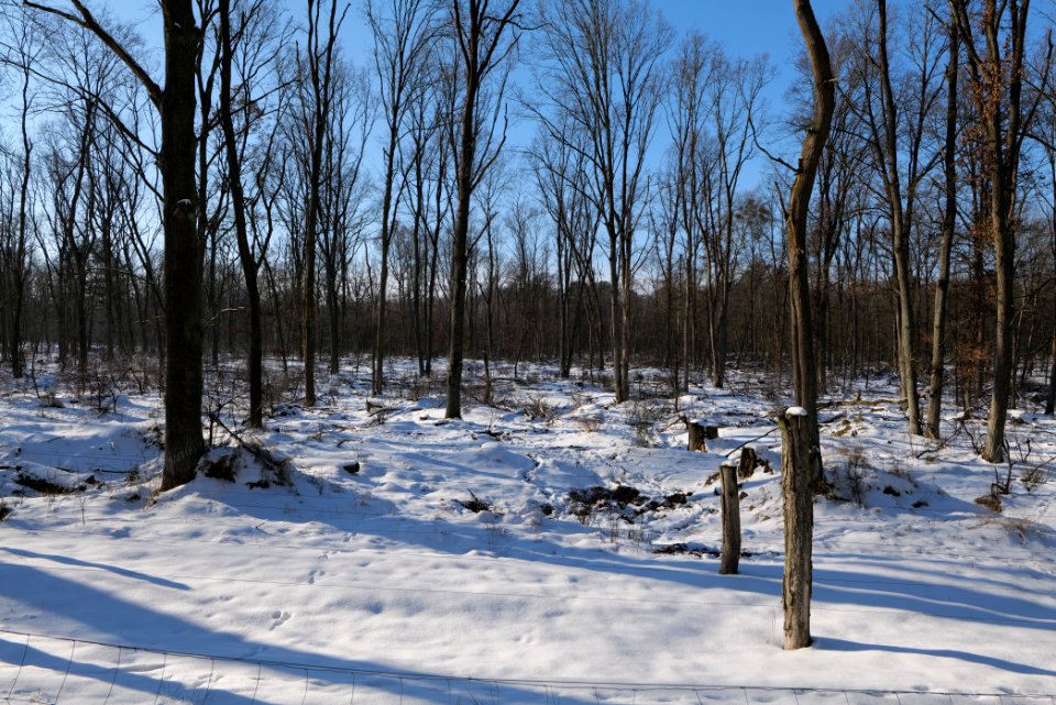 Döberitzer Heide wilderness area with snow 2021-02-14 96