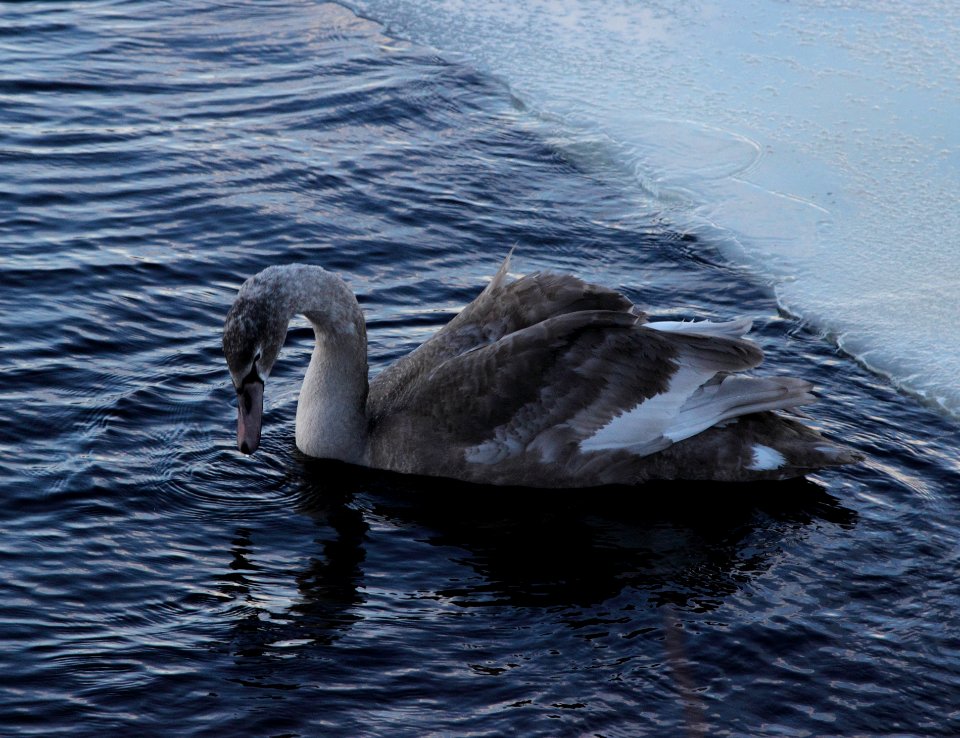 Cygnus olor Oulu 20150207 04