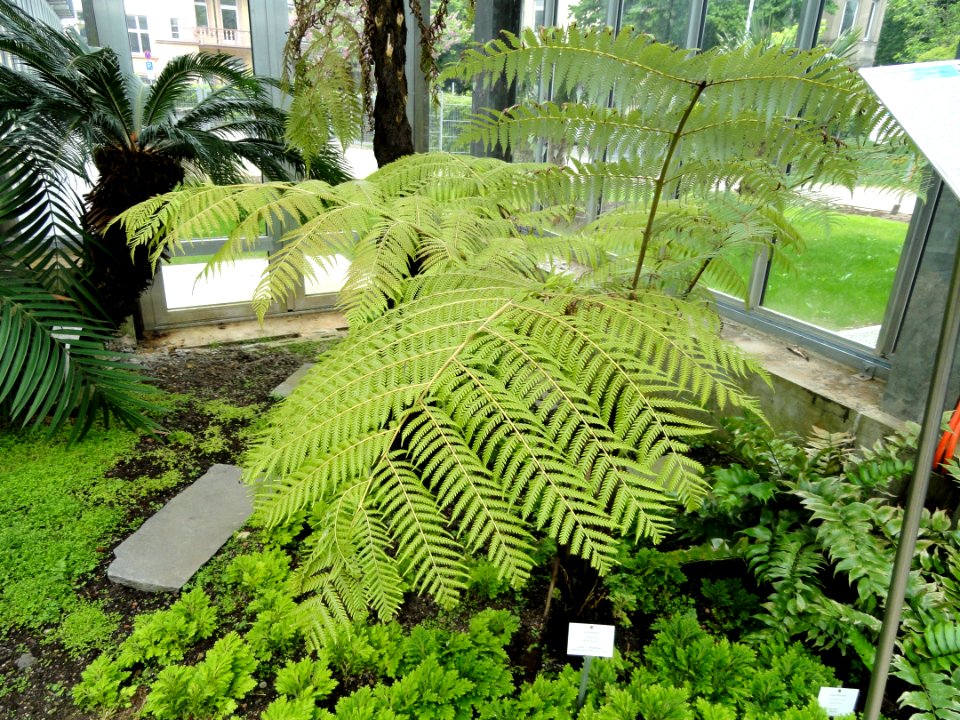 Cyathea dealbata - Botanischer Garten Freiburg - DSC06269